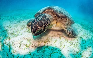 Картинка черепаха, подводный мир, дно, синева, под водой