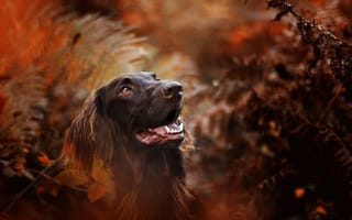 Картинка собака, природа, осень