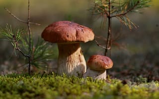 Картинка осень, природа, грибы, подосиновики, октябрь, листья, мох, лес