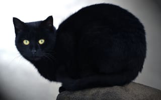Картинка черный кот, кошка, взгляд, камень