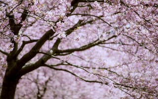 Обои дерево, цветение, розовый, ветки, весна, сакура