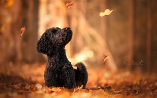 Картинка боке, осень, Пудель, листья, собака