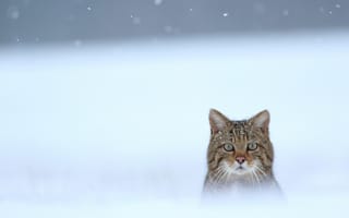 Картинка Дикая кошка, мордашка, Лесной кот, снег, зима
