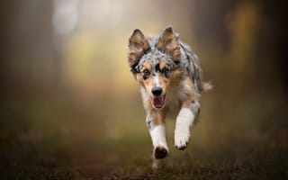 Картинка собака, прогулка, радость, Австралийская овчарка, боке, Аусси, щенок