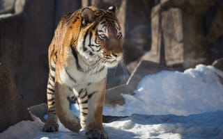 Картинка тигр, снег, хищник, дикая кошка, зима