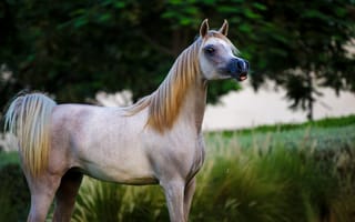 Картинка конь, позирует, грация, лошадь, арабский