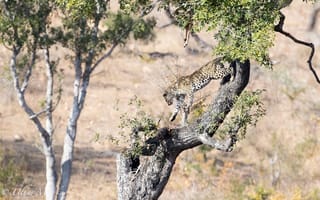 Обои хищник, на дереве, леопард, дикая кошка, Африка