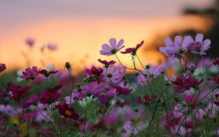 Картинка цветы, sunset, красота, природа, beauty, flowers, закат, nature