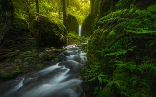 Картинка Oregon, США, папоротник, водопад, Mossy Grotto Falls, лес