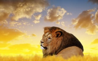 Картинка природа, кошка, лев, король