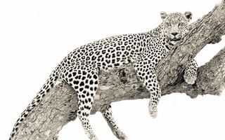 Картинка дерево, леопард