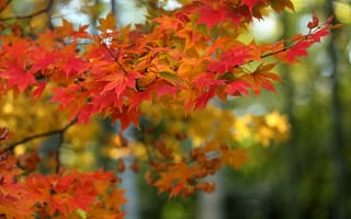 Обои осень, листья, клён, ветки, дерево