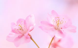 Картинка цветы, розовые, вишня