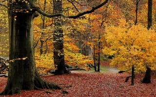 Картинка лес, парк, деревья, багрянец, листья, осень