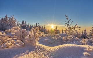 Картинка небо, Шварцвальд, снег, зима, кусты, Baden-Wurttemberg, Black Forest, Germany, деревья, солнце, Германия, Баден-Вюртемберг