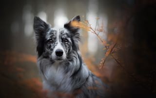 Картинка осень, боке, взгляд, морда, собака, ветки, Бордер-колли