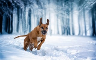 Картинка Родезийский риджбек, бег, снег, прогулка, собака, зима
