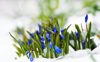 Картинка цветы, природа, весна, снег