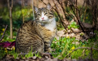 Картинка кошка, весна, взгляд