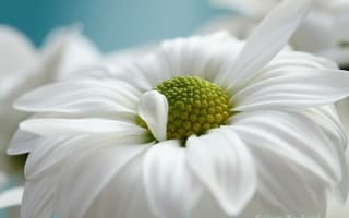 Картинка цветок, белый, макро, ромашка