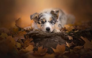 Картинка листья, мордашка, щенок, осень, пёсик, взгляд, Австралийская овчарка