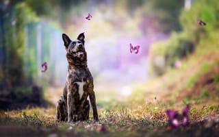 Картинка собака, бабочки, боке