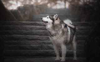 Картинка собака, Хаски, лестница