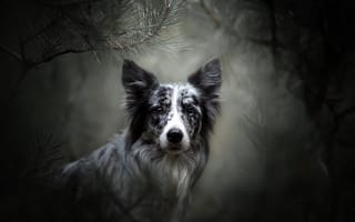 Картинка собака, взгляд, портрет, морда, боке, ветки, Бордер-колли