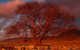 Обои Sunset Tree, дерево, закат