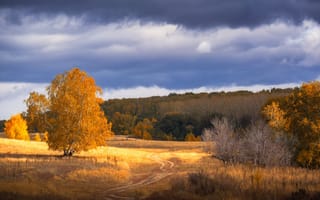Картинка дорога, тропа, осень, оренбуржье, рыжая листва, лес, дерево