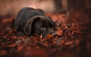 Картинка собака, осень, листья, листва, морда, боке