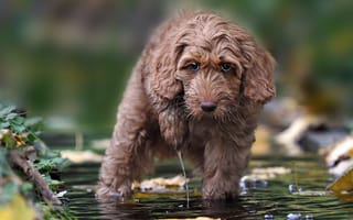 Картинка взгляд, вода, Лабрадудль, собака