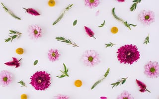 Картинка цветы, хризантемы, flowers, floral, pink