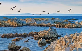 Картинка море, солнце, камни, птица, побережье, США, чайки, Калифорния