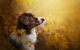 Картинка собака, Австралийская овчарка, портрет, морда, профиль, ветки, осень, Аусси