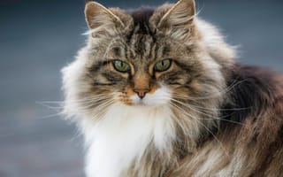 Картинка портрет, взгляд, кот, кошка, пушистая, мордочка, Норвежская лесная кошка