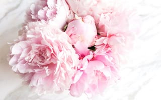 Картинка цветы, pink, flowers, peonies, пионы, tender, букет, мрамор, marble