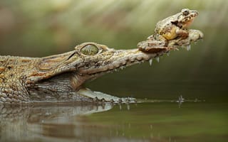 Картинка крокодил, лягушка, пасть