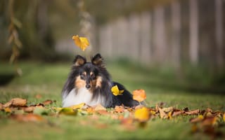 Картинка осень, Шетландская овчарка, боке, листья, собака, Шелти