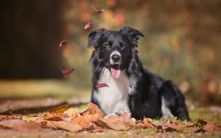 Картинка осень, Бордер-колли, листья, боке, взгляд, язык, собака