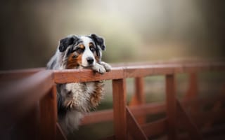 Картинка собака, Австралийская овчарка, Аусси, боке, мост