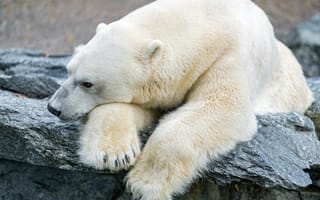 Картинка белый медведь, камень, полярный, ©Tambako The Jaguar, грусть