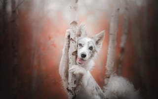 Картинка собака, берёзы, Австралийская овчарка, боке, деревья, Аусси, осень, радость, взгляд