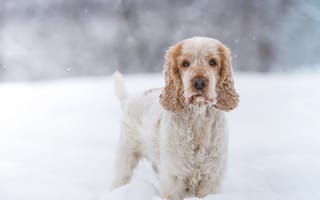 Картинка зима, взгляд, Кокер-спаниель, собака, снег, щенок