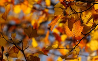 Картинка листья, боке, октябрь, осень