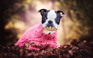 Картинка пёсик, настроение, свитер, щенок, листик, листва, осень, Французский бульдог, листья