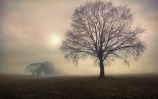 Картинка поле, туман, деревья, дерево, утро