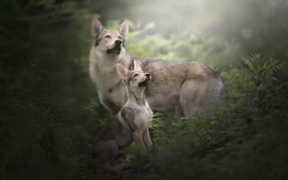 Картинка Чехословацкий влчак, трава, щенок, Чехословацкая волчья собака, собаки