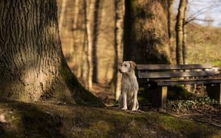 Картинка собака, взгляд, дерево, скамья, друг