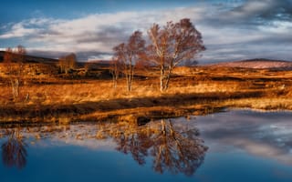 Картинка Rannoch Moor, Раннох-Мур, ветер, деревья, Шотландия